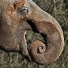 02_gert behr-indischer elefant_